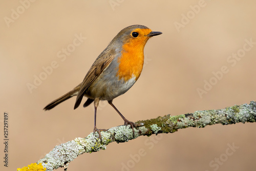 European Robin (Erithacus rubecula) perched on a branch on a soft golden background © J.C.Salvadores