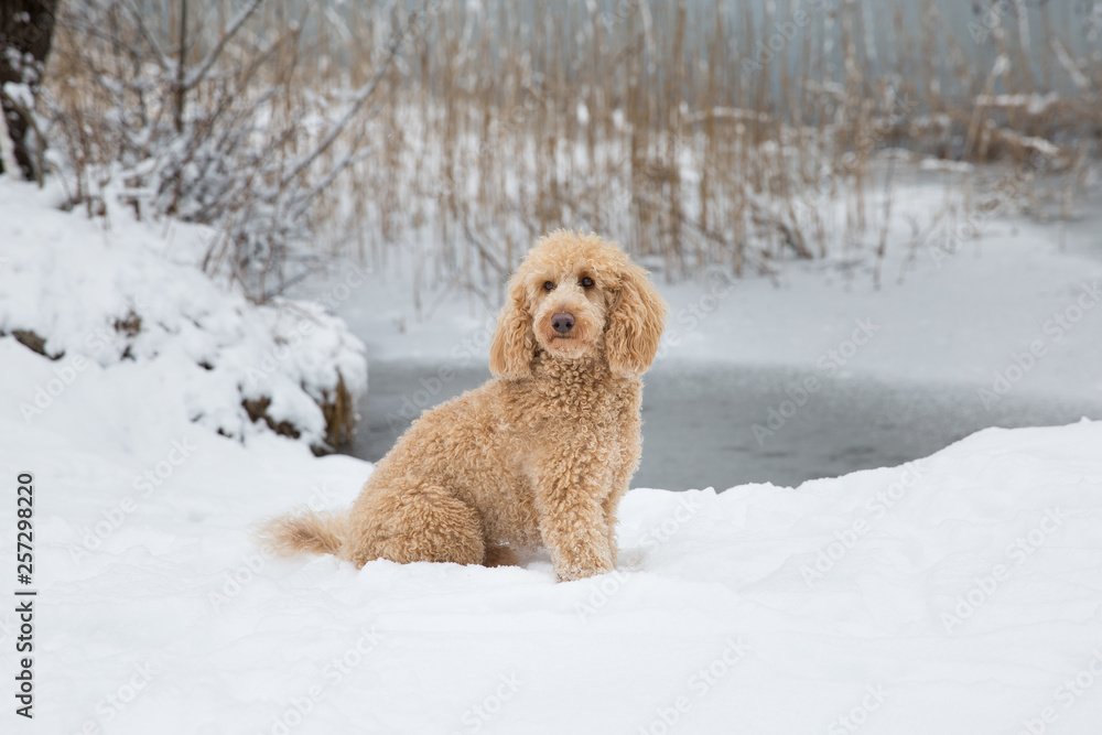 Young apricot poodle posing outside in the snow. Portrait of cute apricot poodle in the wonderful winter landscape, Weissensee, Austrian Alps, Austria