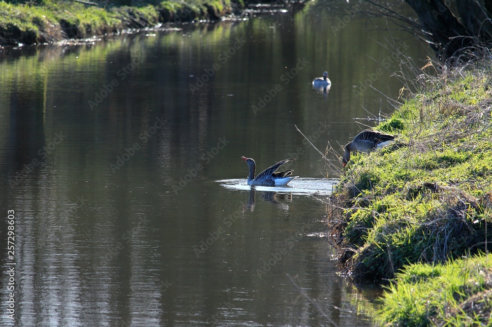 Die Gänse im Wasser