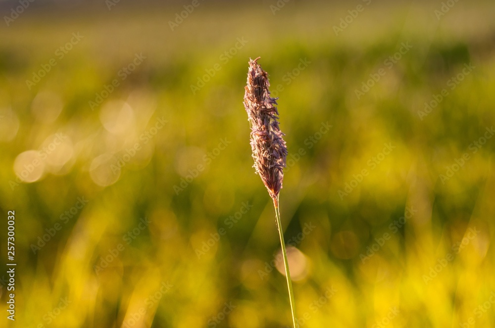flower in the field