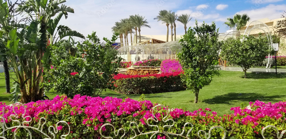 Palm trees with purple Bougainvillea flowers in front of beach