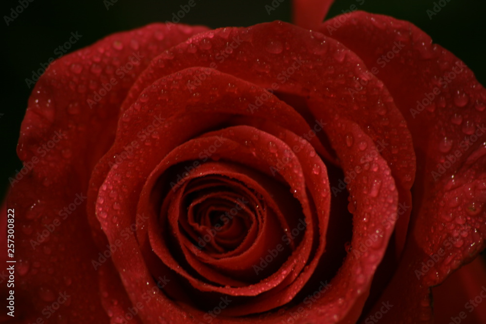 Closeup photo of beautiful rose Closeup photo of beautiful rose