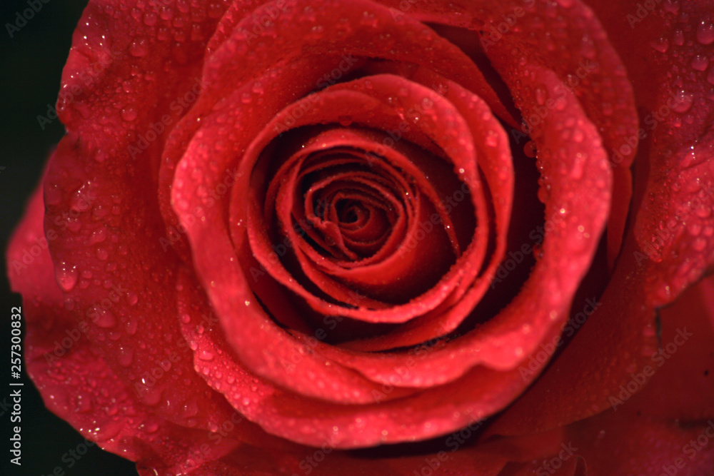 Closeup photo of beautiful rose Closeup photo of beautiful rose