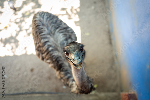 An Emu looking at camera