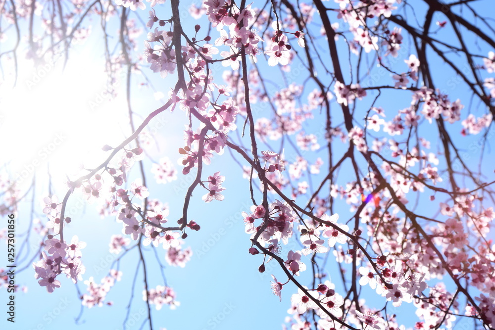 Kirschblüten im Sonnenlicht als Hintergrund
