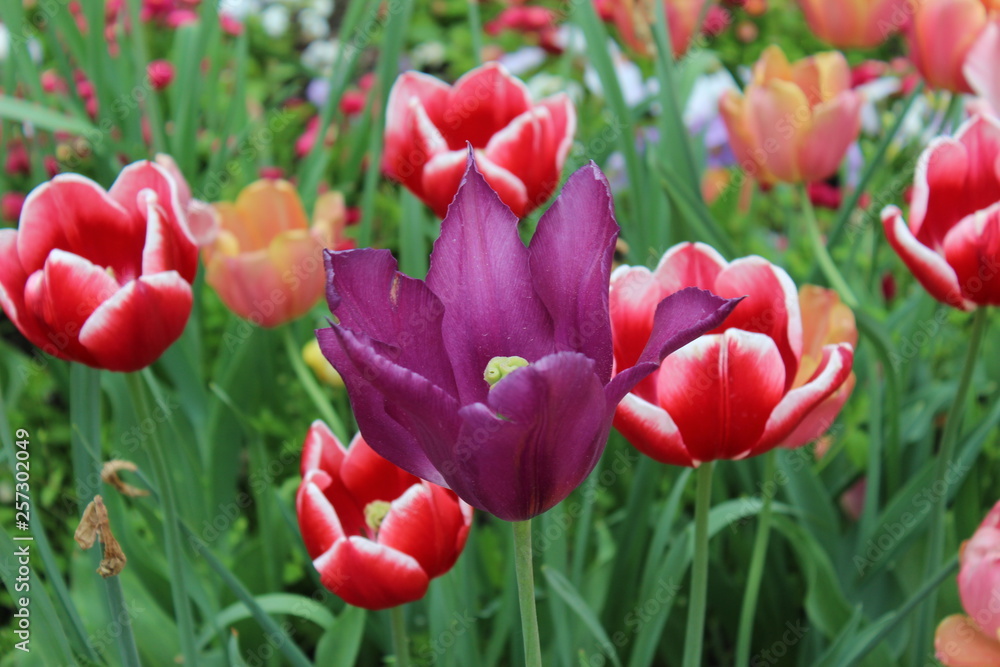 Tulip, flower, spring, red, nature, garden, tulips, field, pink, Tulip, flower, spring, red, nature, garden, tulips, field, pink,