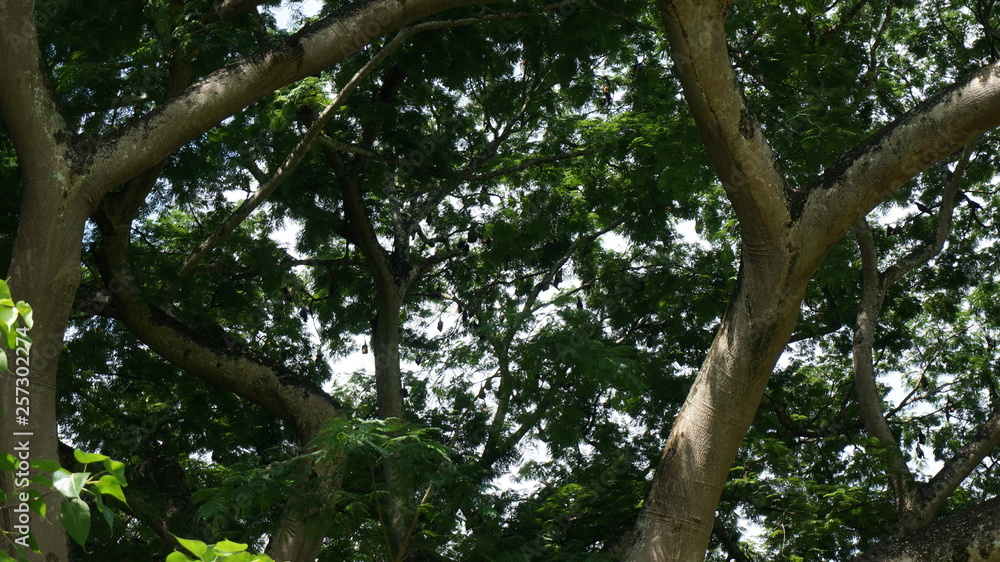 fruit bats on tree, flying fruit bat, sleeping flying fox fruit bats on tree, flying fruit bat, sleeping flying fox