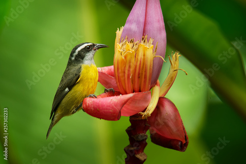 Bananaquit - Coereba flaveola passerine bird, tanager family, often placed in its own family Coerebidae. Small, active nectarivore is found in warmer parts of the Americas