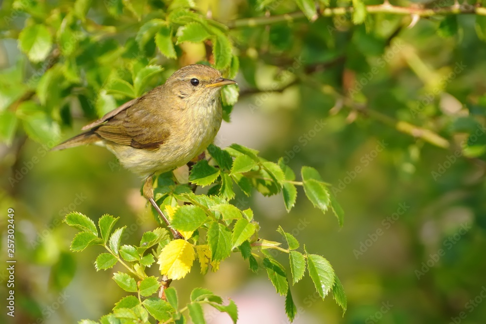 Common Chiffchaff - Phylloscopus collybita widespread leaf warbler which breeds in open woodlands throughout northern and temperate Europe and Asia Common Chiffchaff - Phylloscopus collybita widespread leaf warbler which breeds in open woodlands throughout northern and temperate Europe and Asia