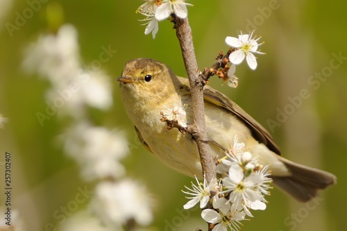 Common Chiffchaff - Phylloscopus collybita widespread leaf warbler which breeds in open woodlands throughout northern and temperate Europe and Asia photo