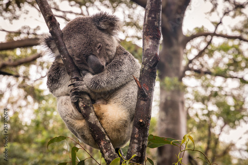 Fototapeta Naklejka Na Ścianę i Meble -  wet koala bear resting on eucalyptus tree in rain