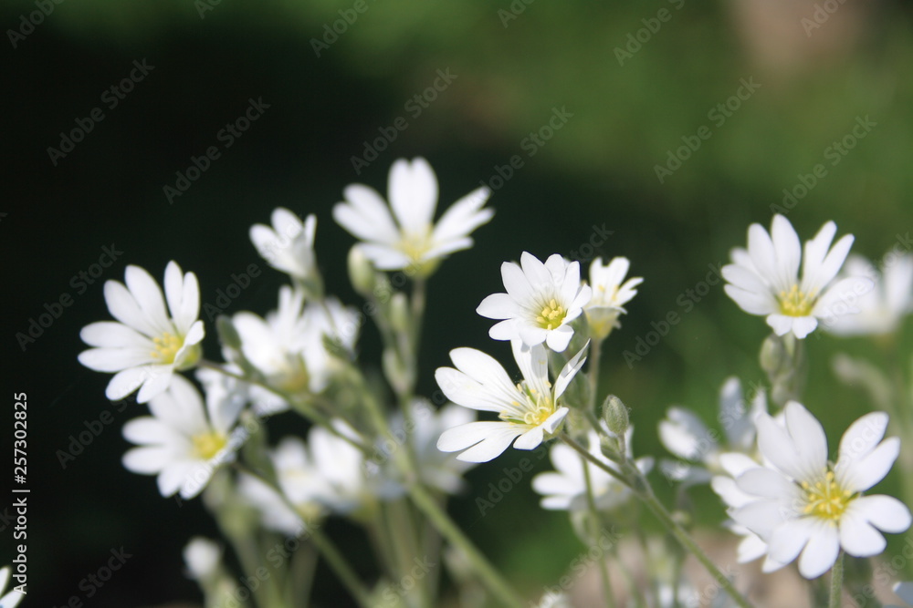 Wildflower Stitchwort. First spring flowers. White blossom on dark green background. Wildflower Stitchwort. First spring flowers. White blossom on dark green background.