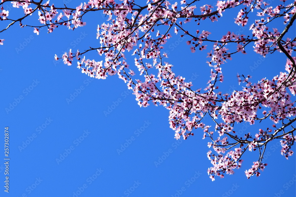 Japanische Kirschblüten Japanische Kirschblüten