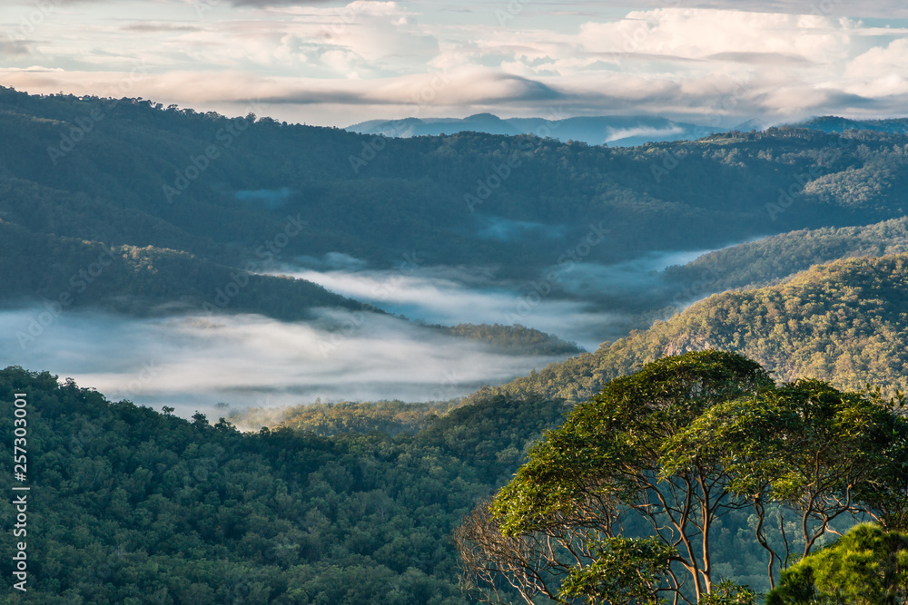 early morning mist over tropical rainforest in Tamborine National Park, Queensland, Australia