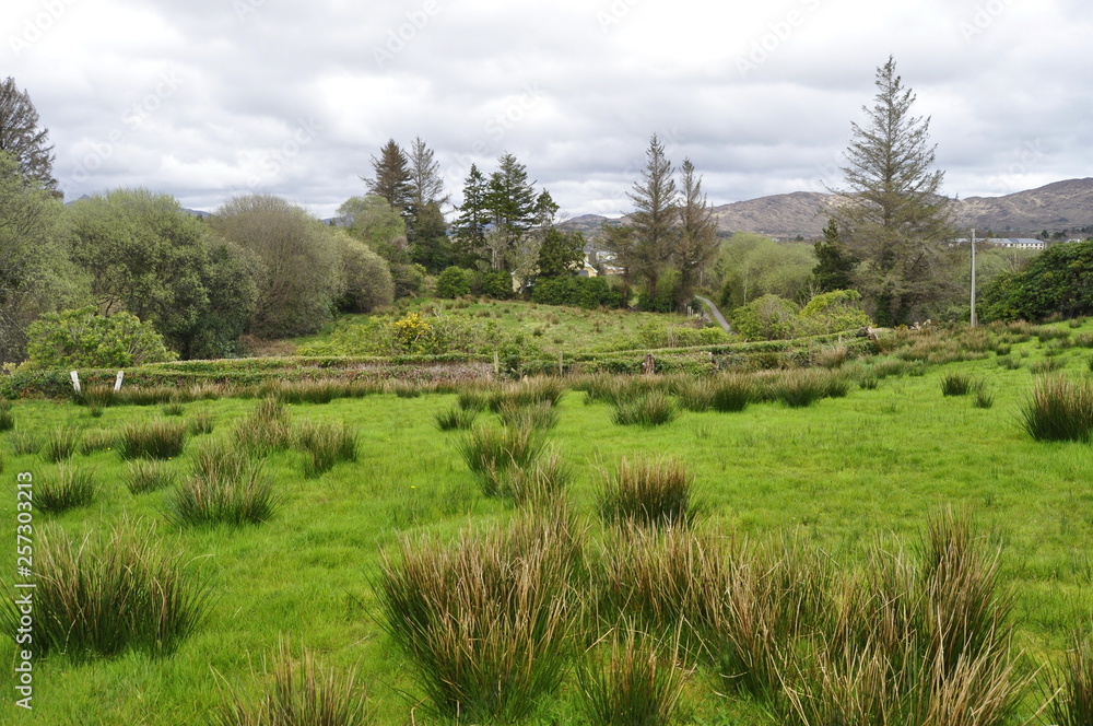 Countryside Landscape in Ireland