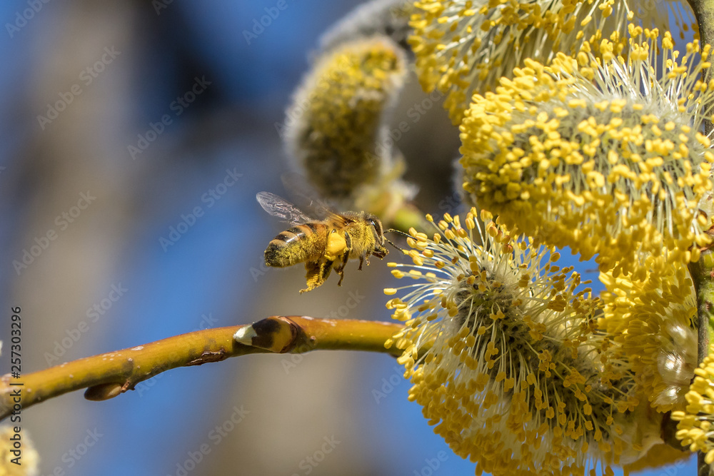 frühling frühling