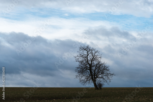 The silhouette of the lonely tree in stormy weather