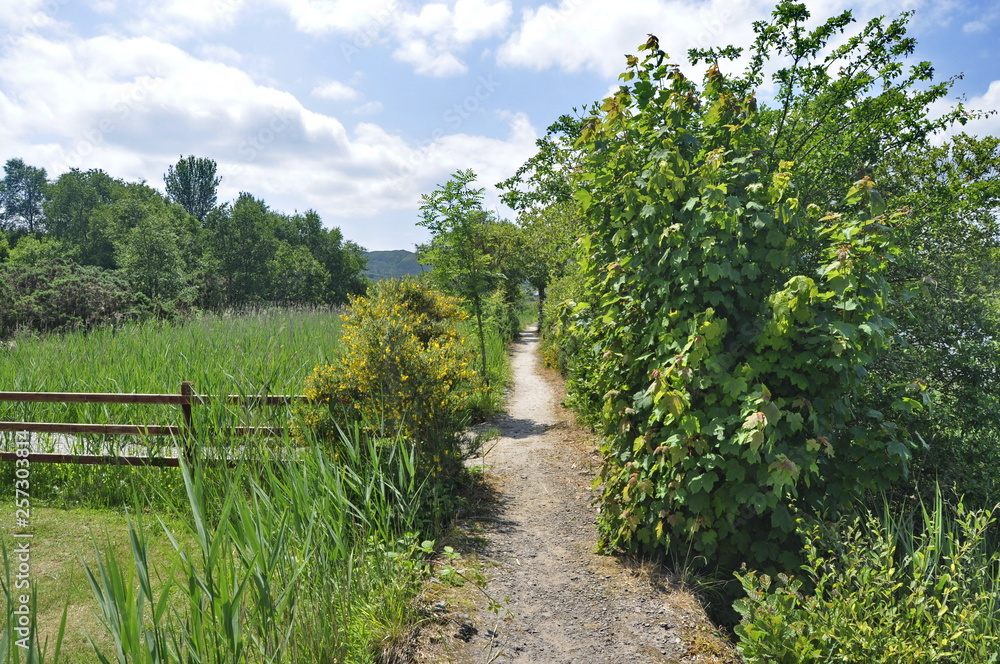 Path in the park in Ireland Path in the park in Ireland