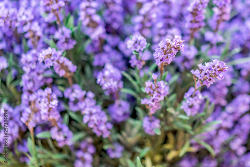 Vibrant Purple lavender macro textured decoration concept background