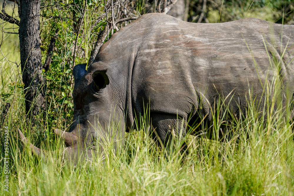 Fototapeta premium Baby rhino in African