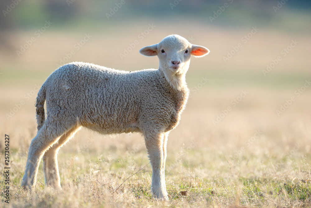Fototapeta premium cute little lamb on fresh spring green meadow during sunrise