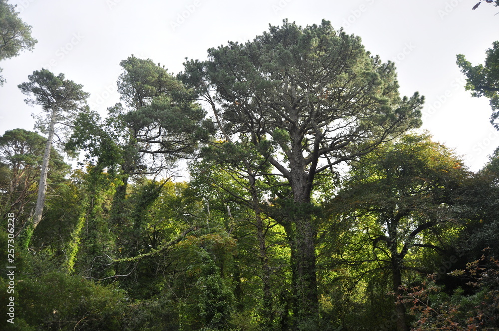 Gardens in Killarney National Park, Irelan Gardens in Killarney National Park, Irelan