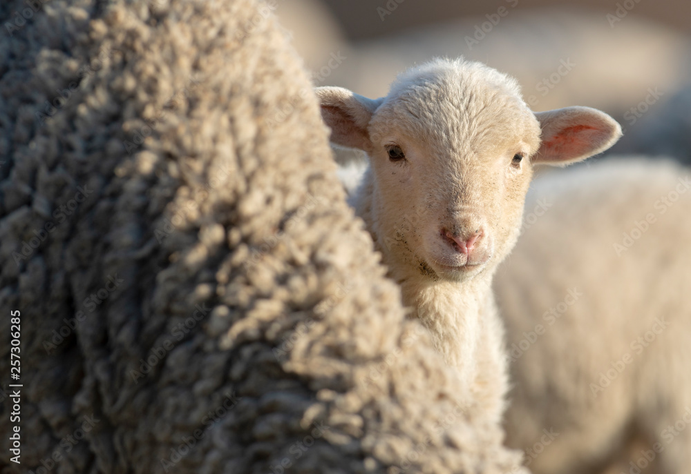 Little lamb curious and scared hidding behind her mother Little lamb curious and scared hidding behind her mother