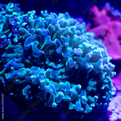 Coral under UV light in an aquarium