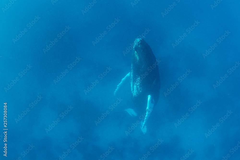 Obraz premium A Humpback whale rests in the blue waters of the Caribbean Sea.
