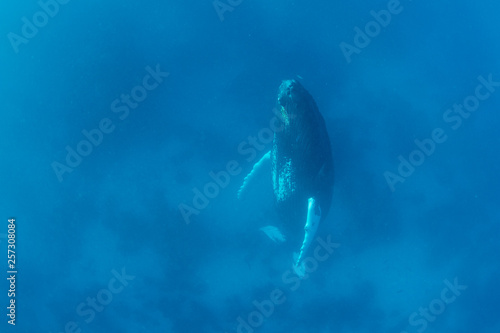 A Humpback whale rests in the blue waters of the Caribbean Sea.