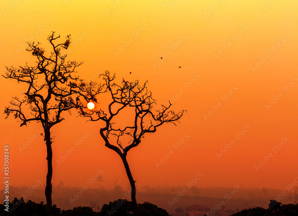 Tree silhouetted against a setting sun.