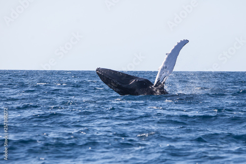A Humpback whale, Megaptera novaeangliae, breaches out of the waters of the Caribbean Sea.