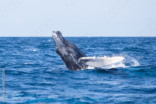 A young Humpback whale, Megaptera novaeangliae, breaches out of the Caribbean.