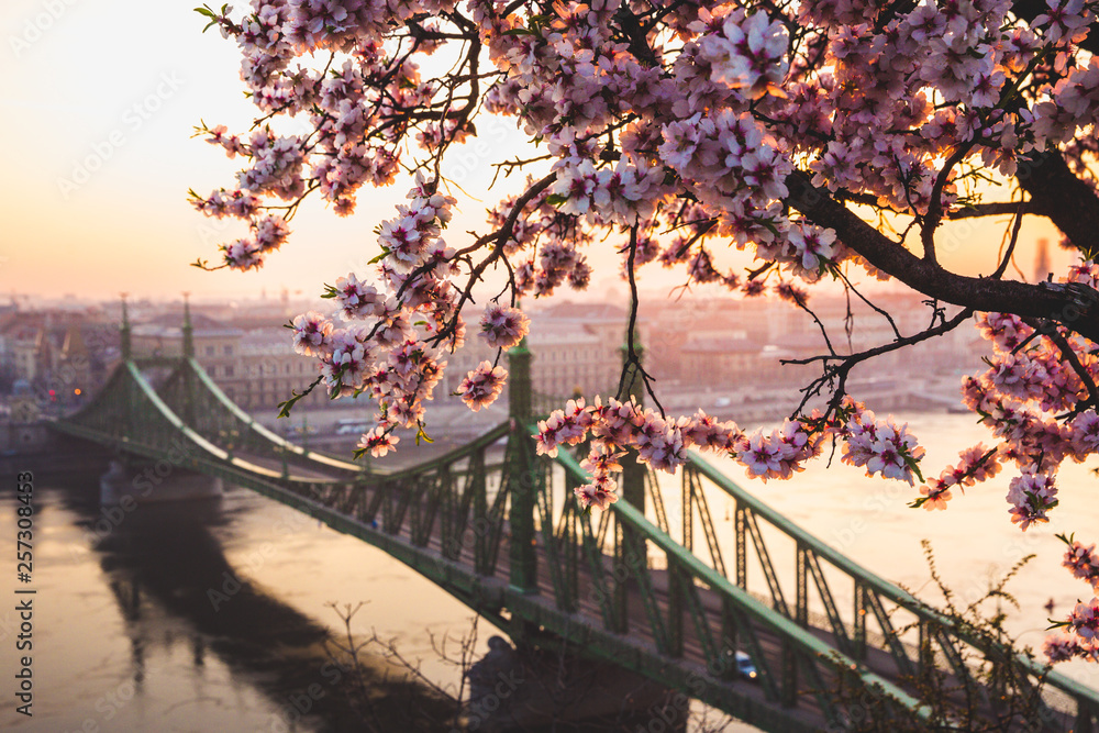 Fototapeta premium Beautiful Liberty Bridge at sunrise with cherry blossom in Budapest, Hungary. Spring has arrived to Budapest.