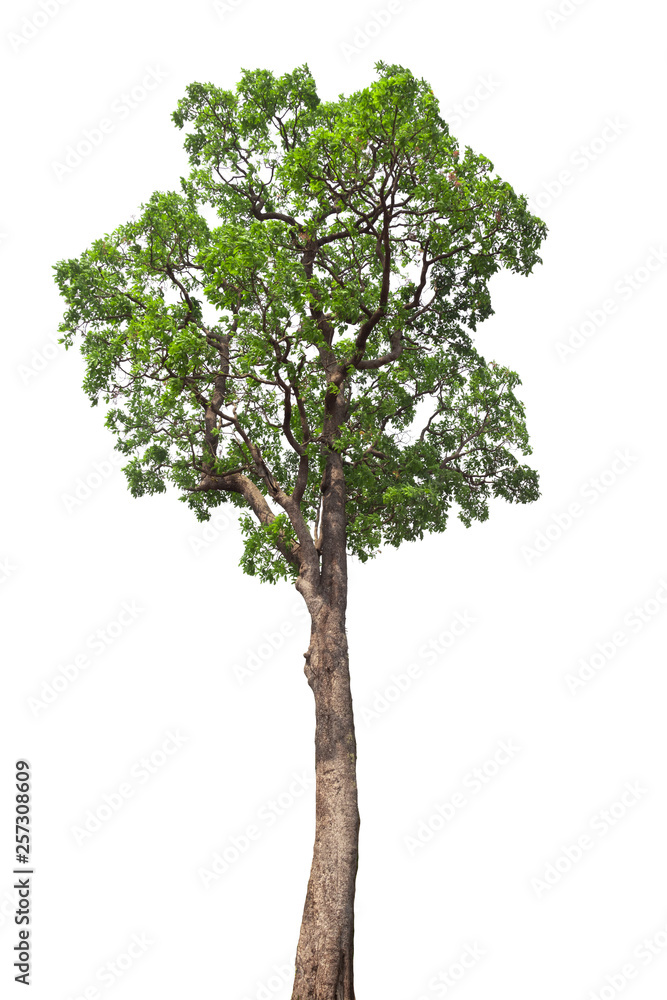 Isolated tree on white background