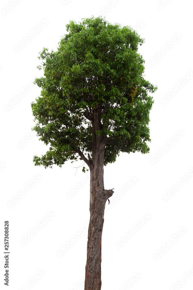 Fototapeta premium Isolated tree on white background