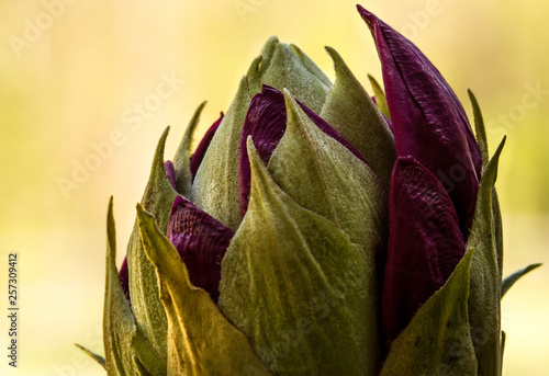 Rhododendron Bud photo