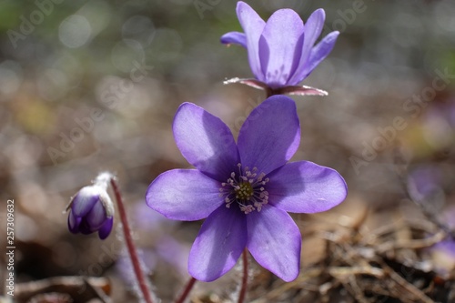 Wiosenne kwiaty - przylaszczka pospolita  Anemone hepatica 