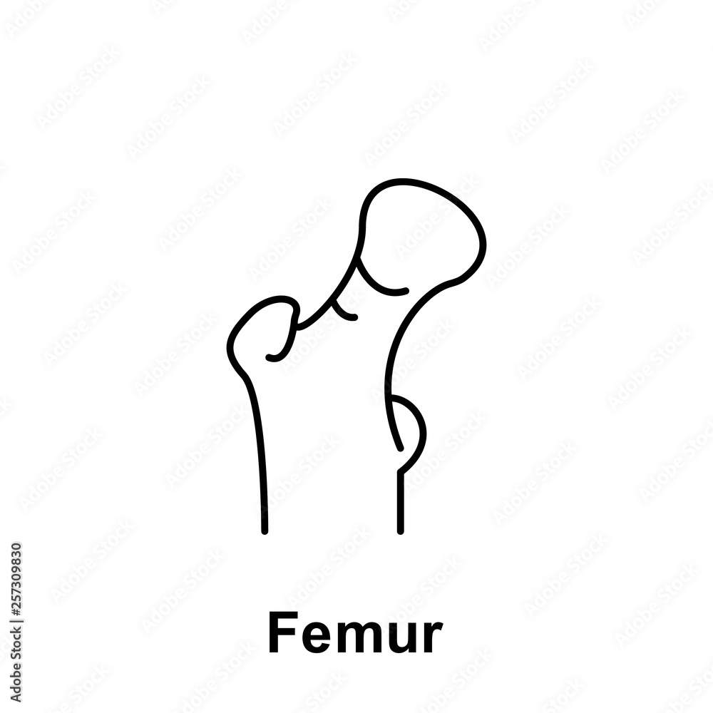 Femur, organ icon. Element of human organ icon. Thin line icon for website design and development, app development. Premium icon Femur, organ icon. Element of human organ icon. Thin line icon for website design and development, app development. Premium icon
