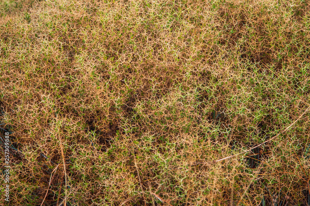 Background image of spines growing on the mountainside Background image of spines growing on the mountainside