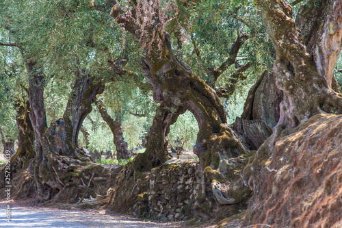 Old olive trees on the island of Zakynthos (Greece)