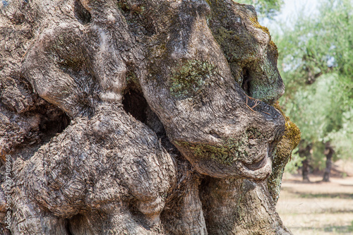 Scenic trunk of an old olive tree