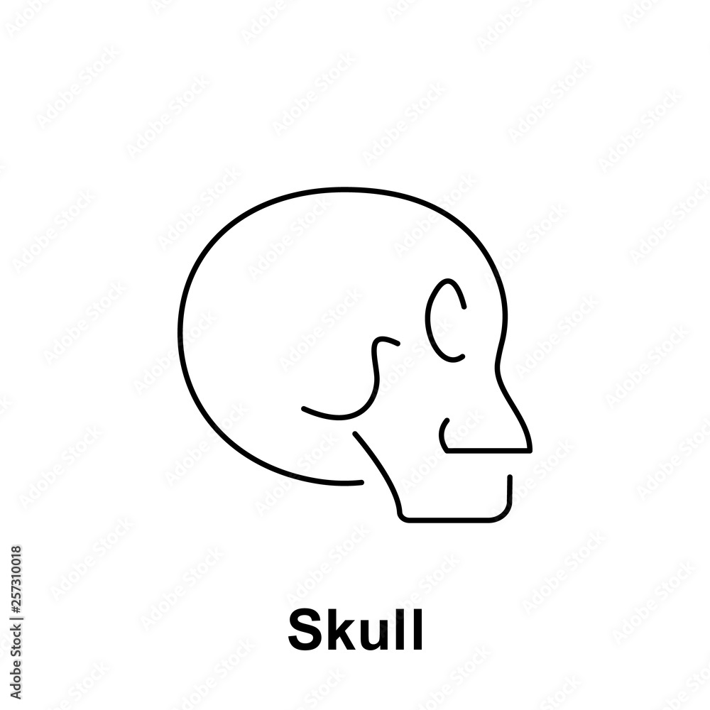Skull, organ icon. Element of human organ icon. Thin line icon for website design and development, app development. Premium icon Skull, organ icon. Element of human organ icon. Thin line icon for website design and development, app development. Premium icon