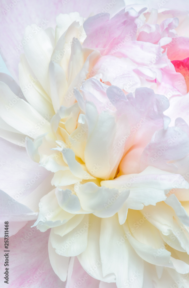 Abstract close up of pale pink peony flower. Macro photo with shallow depth of field and soft focus.