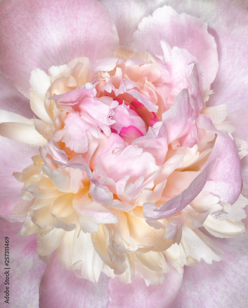 Obraz premium Close up of pale pink peony flower. Macro photo with shallow depth of field and soft focus. Natural background.