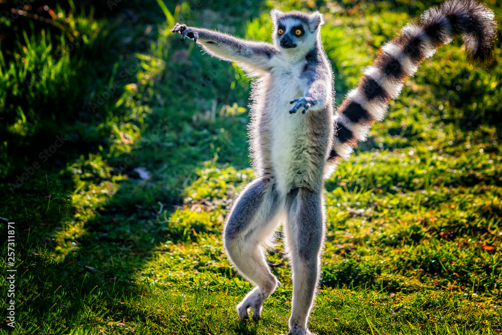 Ring-tailed lemur is dancing on green grass. He plays and performs. Like  all lemurs it is endemic to the island of Madagascar. Stock Photo | Adobe  Stock