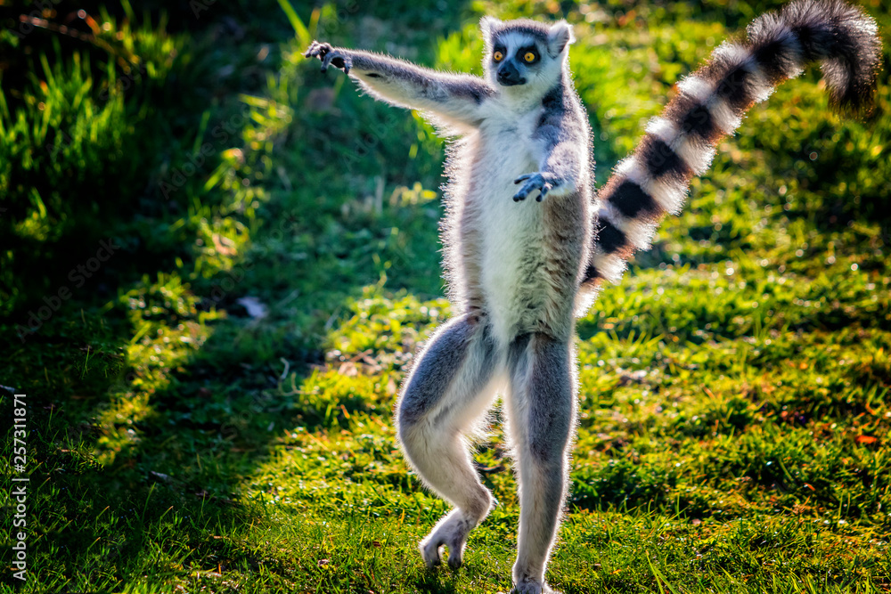 Ring-Tailed Lemur – FaunaFocus