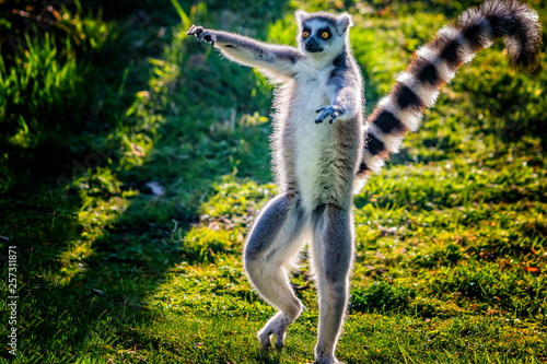 Ring-tailed lemur is dancing on green grass. He plays and performs. Like all lemurs it is endemic to the island of Madagascar.