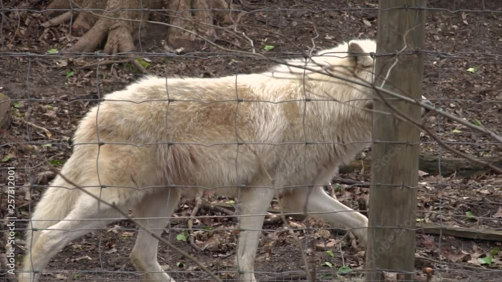 Slow motion following white fur Siberian wolf Zoo schoenbrunn, Vienna, Austria Slow motion following white fur Siberian wolf Zoo schoenbrunn, Vienna, Austria