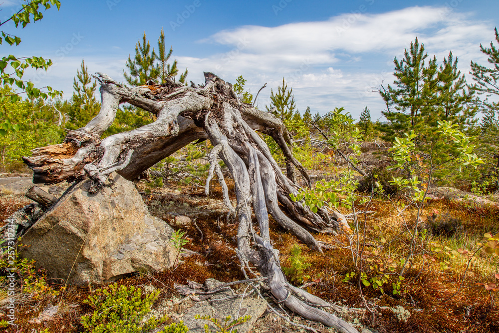 Dried tree The roots of pine. Fallen tree Northern nature. Karelia. The nature of Russia. Karelia in the summer.